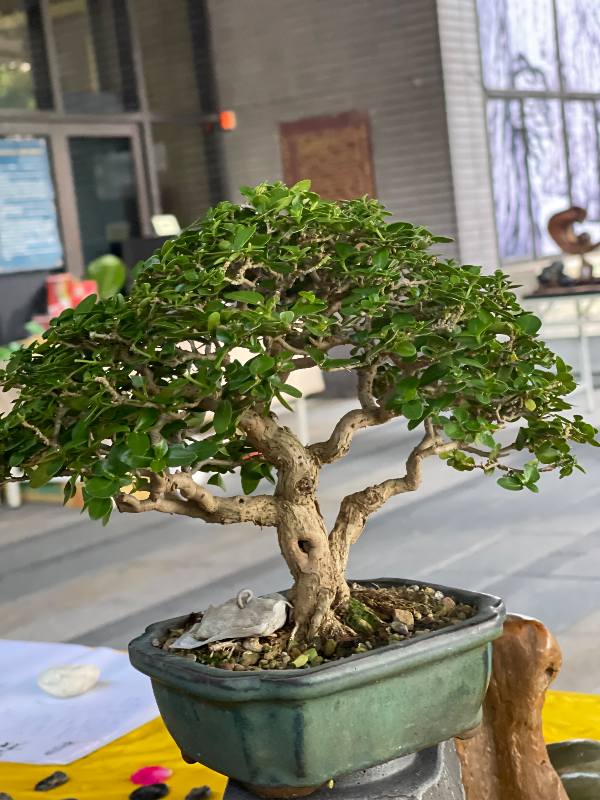 盆栽 - 矮性常綠樹