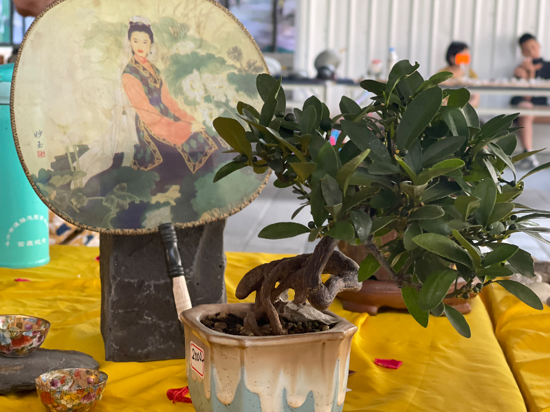 金豆柑 常綠微型盆栽🪴小品