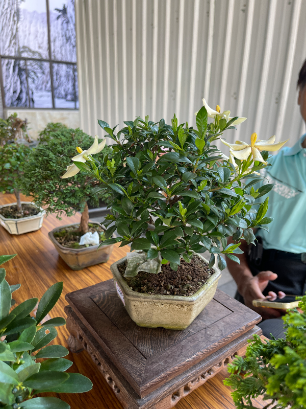 迷你開花盆栽（梔子花）